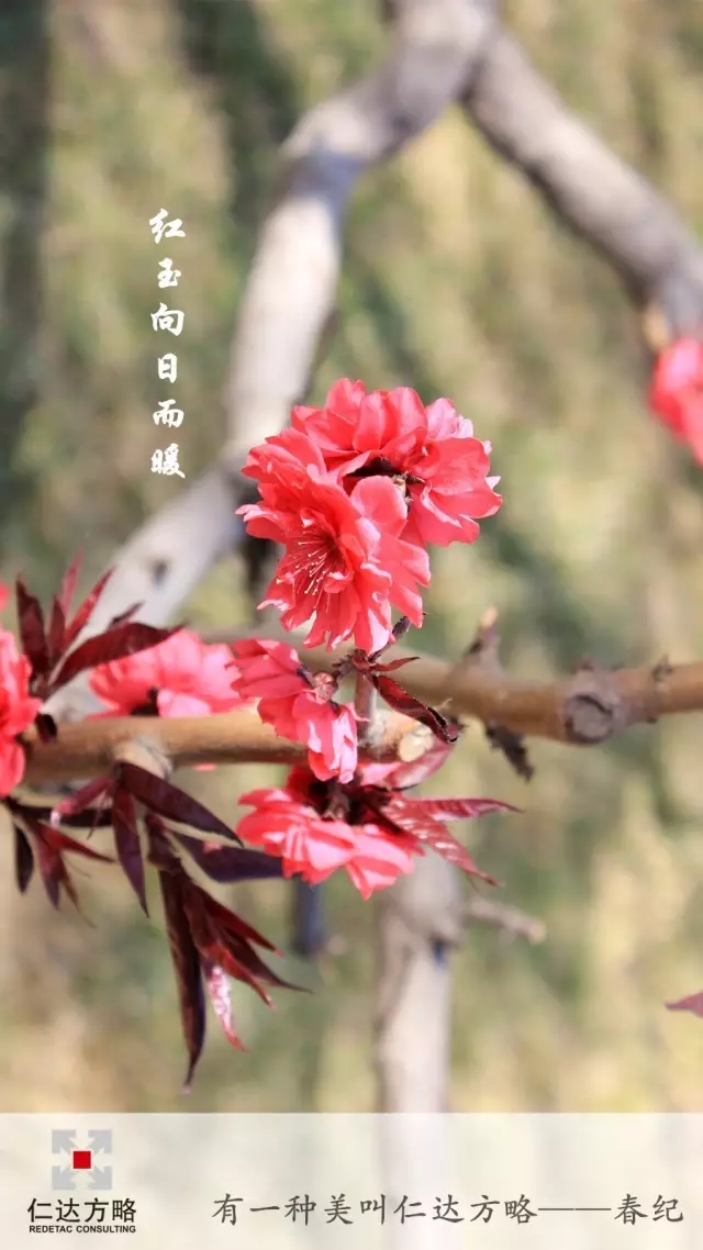 有一種壁紙叫仁達(dá)方略