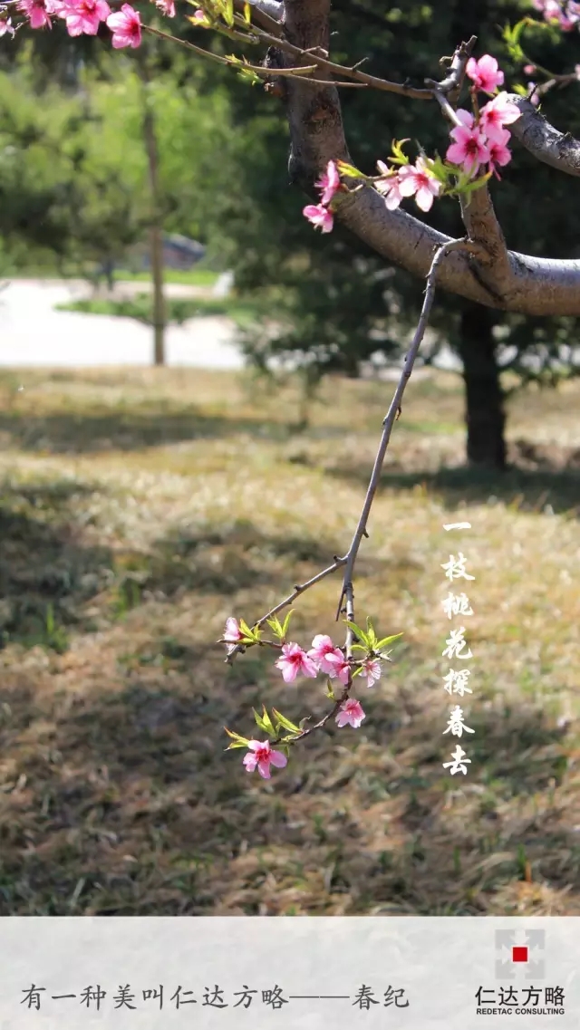 有一種壁紙叫仁達(dá)方略